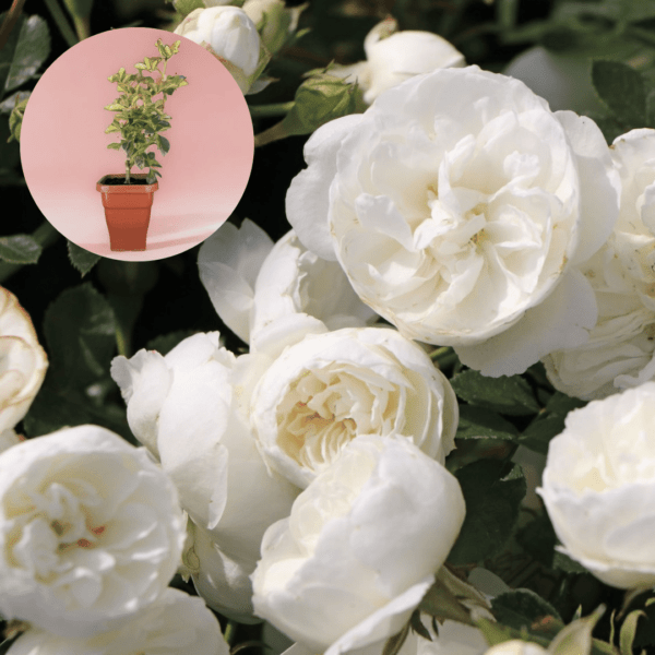 Muda Premium White Babyflor®